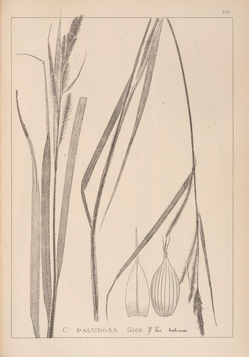 Herbier de la flore française Pl.1326