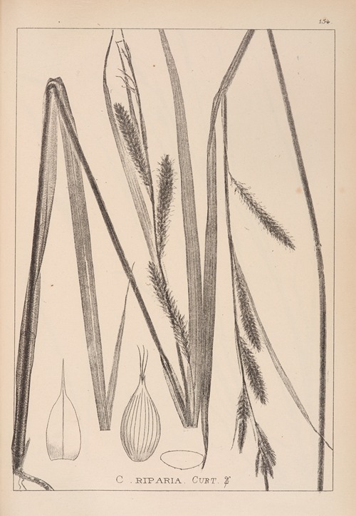 Herbier de la flore française Pl.1327