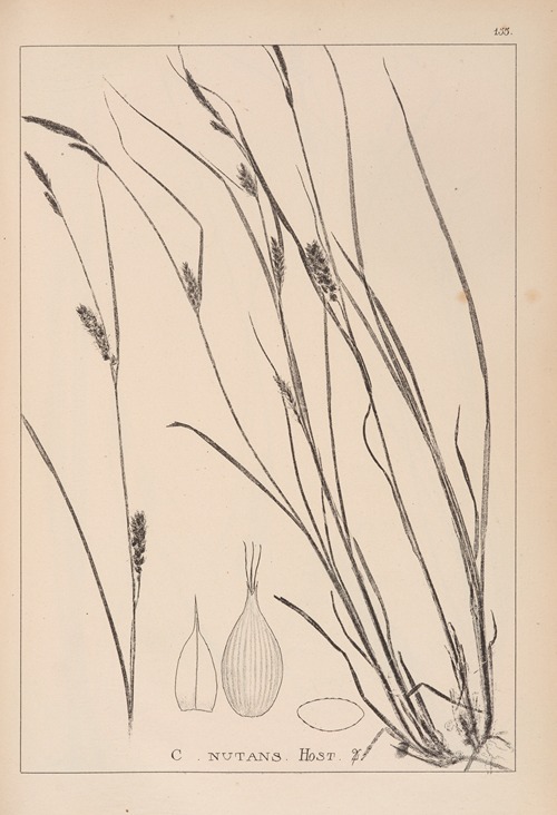 Herbier de la flore française Pl.1328