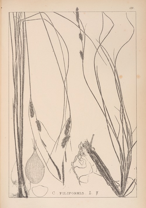 Herbier de la flore française Pl.1329