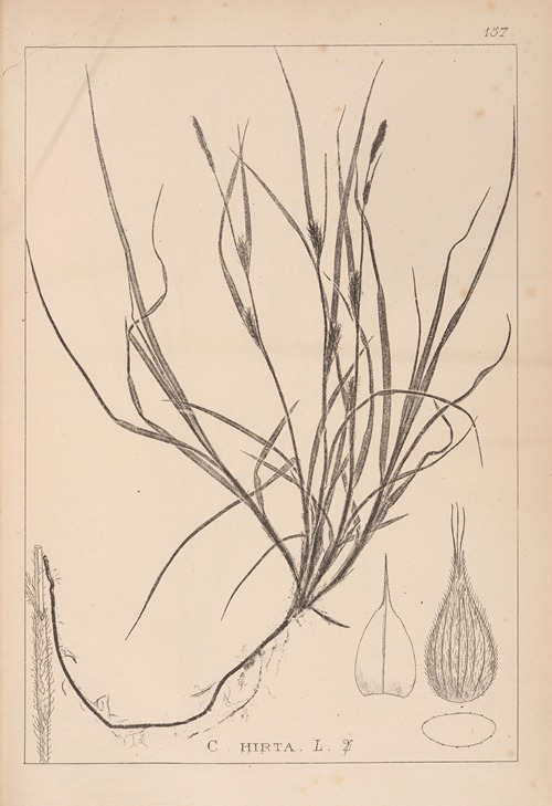 Herbier de la flore française Pl.1330