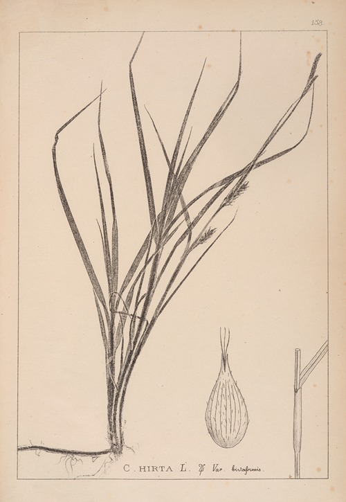 Herbier de la flore française Pl.1331