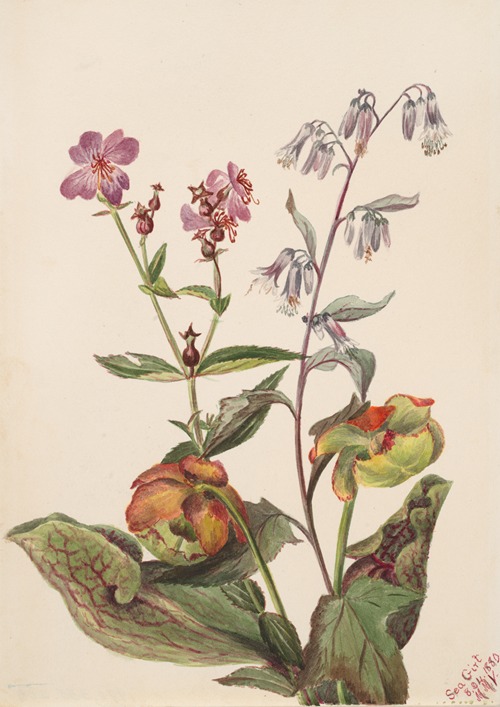 Meadow Beauty (Rhexia virginica), Rattlesnake Roat (Nabalus albus), Pitcherplant (Sarracenia purpurea)