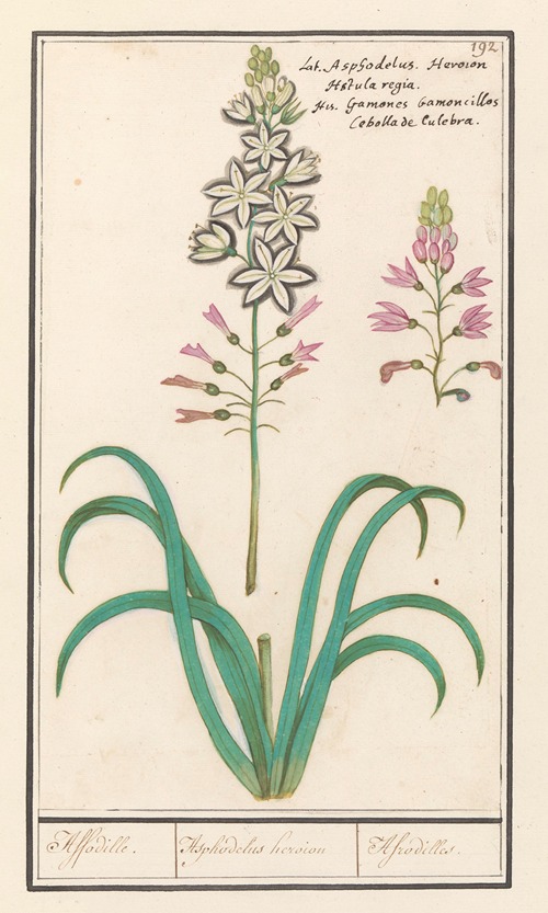 Affodil (Asphodelus) Affodille. Asphodelius heroion Afrodilles.