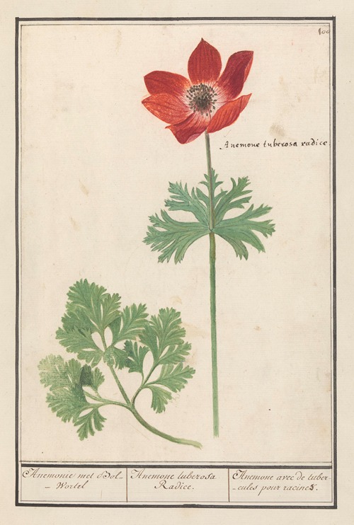 Anemoon (Anemone) Anemonie met Bol-Wortel Anemone tuberosa Radice. Anemone avec de tubercules pour racines