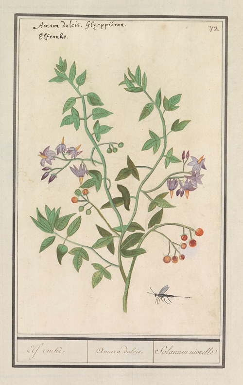 Bitterzoet (Solanum dulcamara) Elf ranke. Amara dulcis. Solanum niorelle