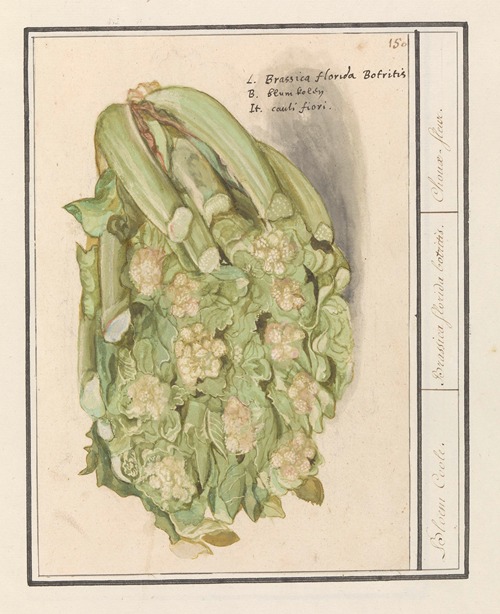 Bloemkool (Brassica oleracea convar. botrytis var. Botrytis)
