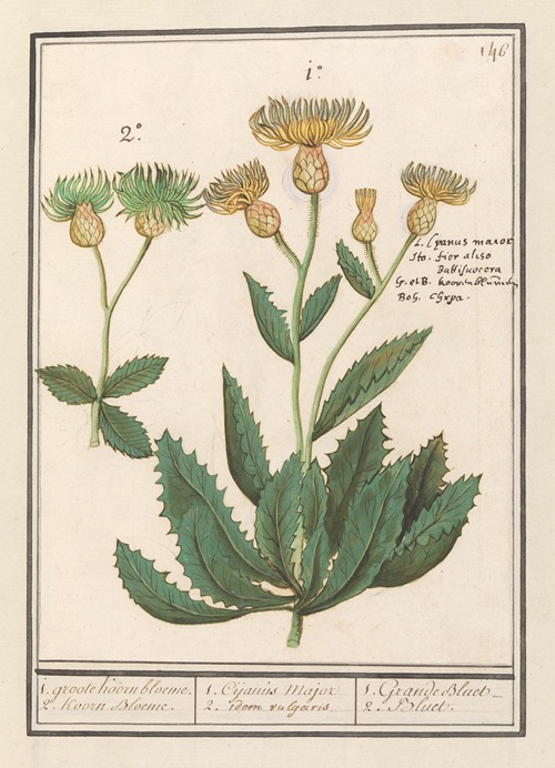Centauri (Centaurea) 1. groote Koorn bloeme. 2. Koorn Bloeme.