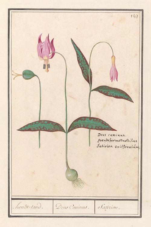 Hondstand (Erythronium dens-canis) honds-tand. Dens Caninus. Satirion