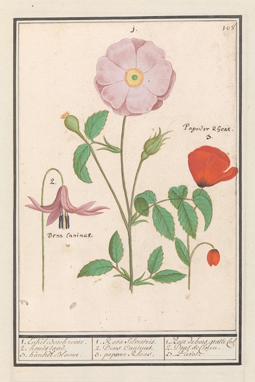 Hondstand (Erythronium), wilde roos (Rosa) en een klaproos (Papaver)