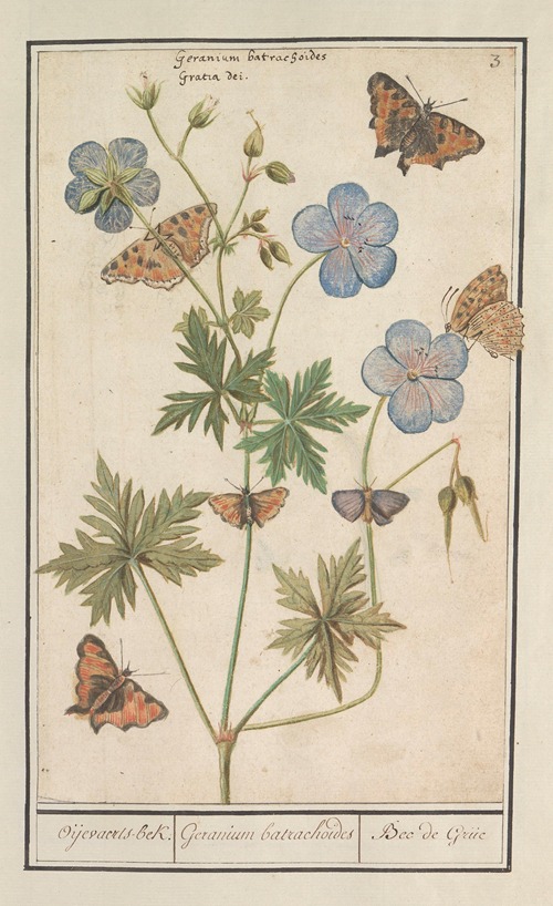 Ooievaarsbek, waarschijnlijk beemdooievaarsbek (Geranium pratense) Oijevaaerts-bek. Geranium batrachoides Bec de Grue