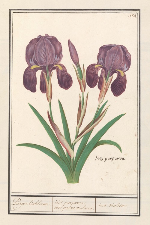 Paarse iris (Iris germanica) Puper lisbloeme iris purpurea, iris parva violacea. iris violette