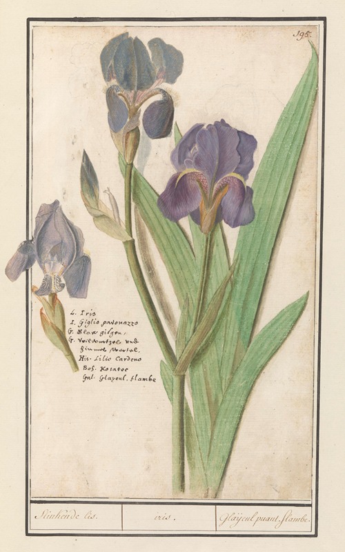 Paarse iris (Iris germanica) Stinkende lis. iris. Glaijeul puant. flambe.