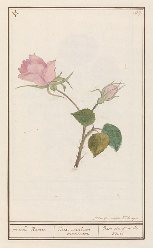 Roos (Rosa) maend Roose Rosa omnium mensium Rose de tous les mois