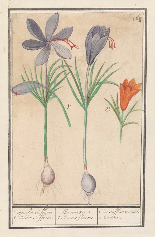 Saffraankrokus (Crocus sativus) 1. oprechte Saffraen. 2. wilden Saffraen.