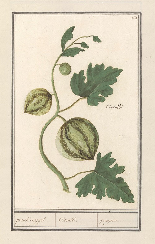 Watermeloen (Citrullus vulgaris) pronk-appel. Citrulli. pompon