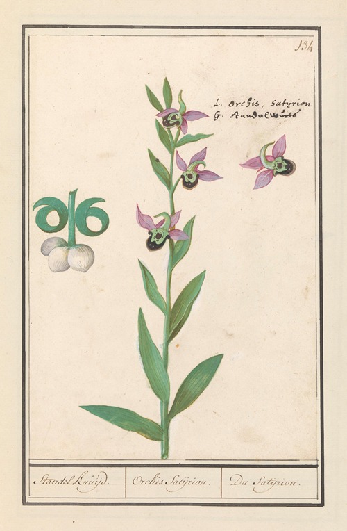 Weidehommelophrys (Ophrys bombyliflora) Standel kruijd. Orchis Satijrion. Du Satijrion.