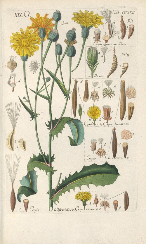 Botanisches Handbuch Pl.10
