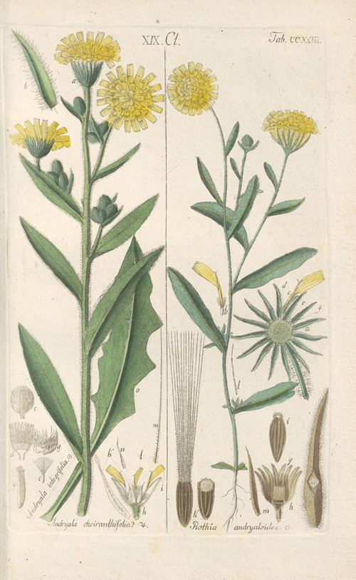 Botanisches Handbuch Pl.11