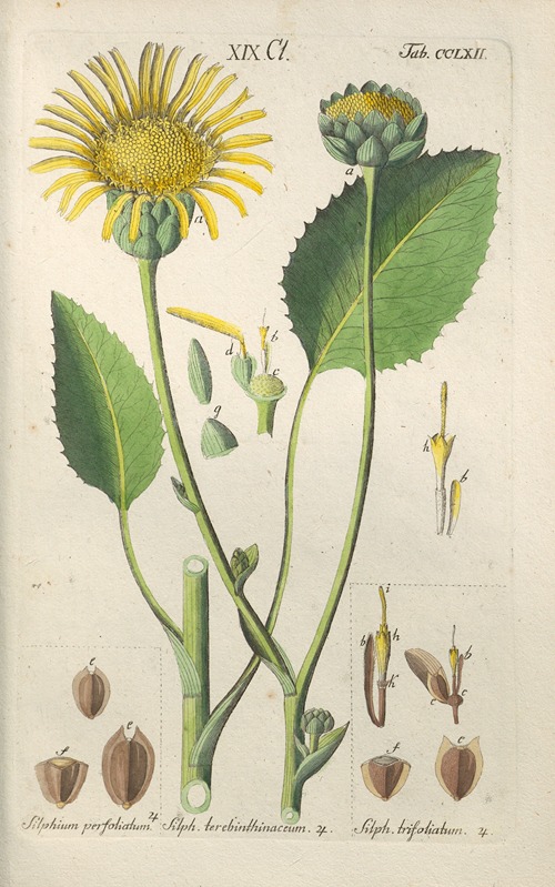 Botanisches Handbuch Pl.56