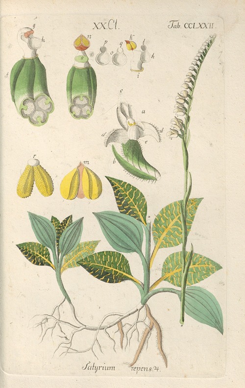 Botanisches Handbuch Pl.67