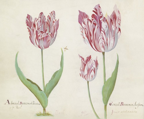 Drie tulpen met vlieg Admaral Botterman Bastian General Botterman Acosta