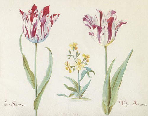 Twee tulpen met plant uit de kruisbloemenfamilie La Sesarea Tulpa Aurora
