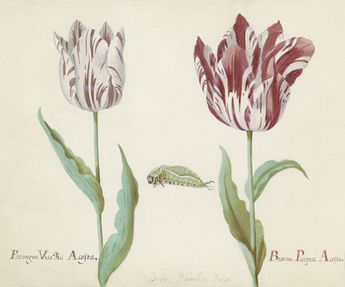 Twee tulpen met rups Parangun Vizo Rei Acosta Broene Purper Acosta