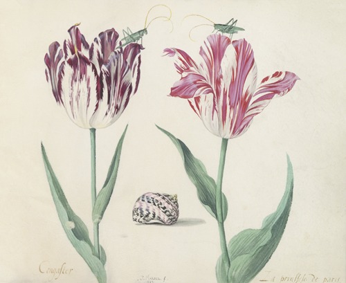 Twee tulpen met schelp en twee krekels Congaster La prinssese de paris
