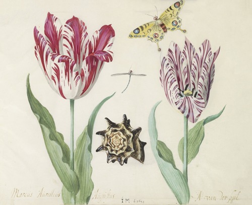 Twee tulpen met schelp, waterjuffer en vlinder Marcus Aurellius Augustus A van der Pul