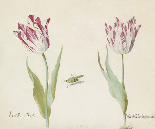 Twee tulpen met sprinkhaan Lat Blein Berch Vruch Bleinbergh Catelein
