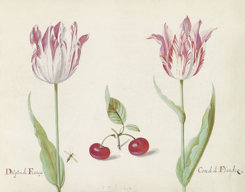Twee tulpen met twee kersen en vlieg Delphin de Franca Conde de Flandez