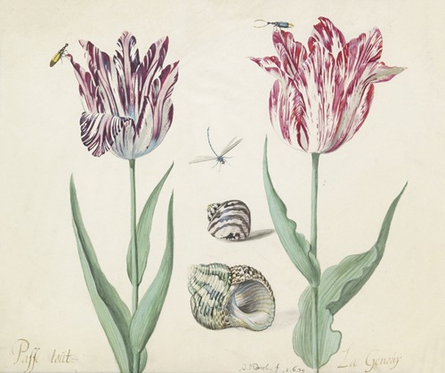 Twee tulpen met twee schelpen, twee kevers en waterjuffer Passe tout La Genouij