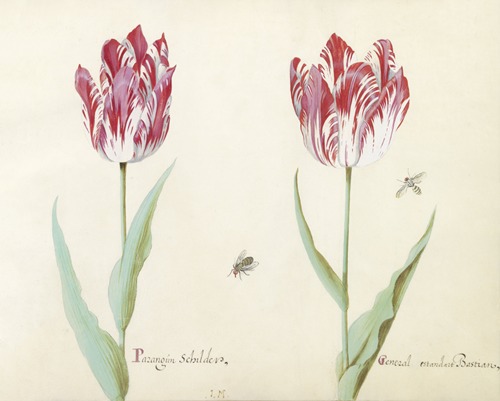 Twee tulpen met twee vliegen Parangun Schilder General estandart Bastian