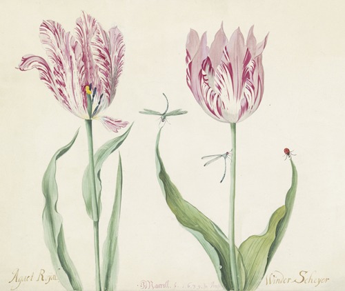 Twee tulpen met twee waterjuffers en lieveheersbeestje Agaet Roijal Winder Scheyer