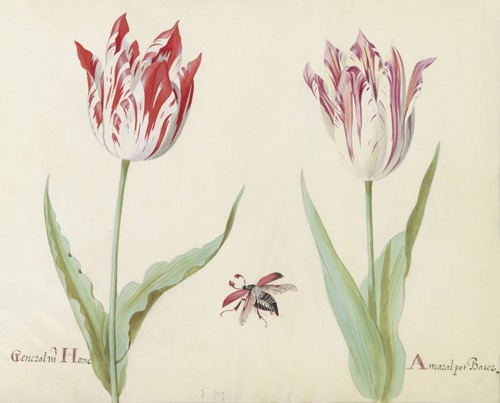 Twee tulpen met vliegende kever General va(n) Horne Amaral pot Bacer