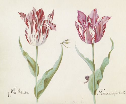 Twee tulpen met waterjuffer en slak Wit Schilder Germarmol van der Heick