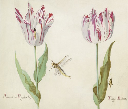 Twee tulpen met waterjuffer en sprinkhaan Amaral van Engelandt Tulpa Bellart
