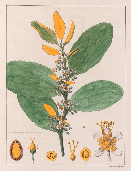A. Erythroxylum Suberosum. B. Erythroxylum Deciduum