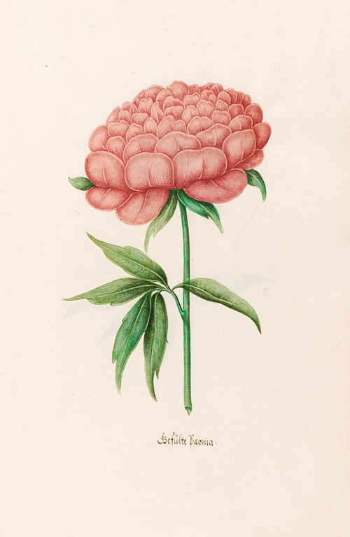 Gefülte Poeonia. [Peony]
