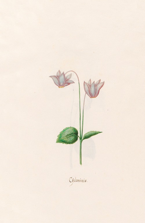 Cÿclaminis. [Cyclamen]