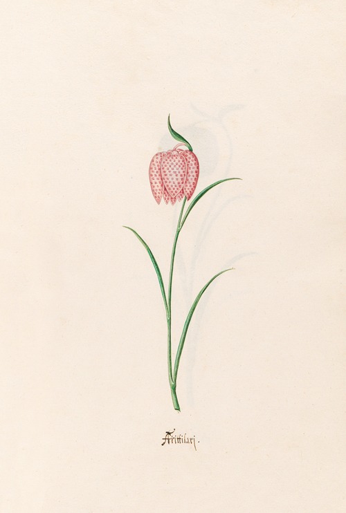Frittilari. [Fritillaria]