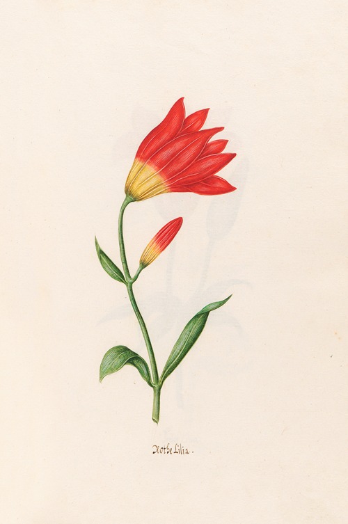 Rothe Lilia. [Lily]