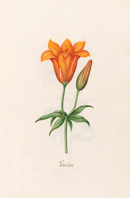 Feüer Lilia. [Lily]