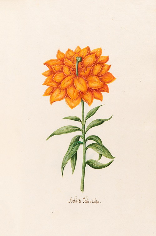 Gefülte Feüer Lilia. [Lily]