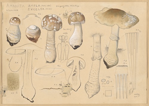 Amanita ampla (Pers. 1801), excelsa (Fries)