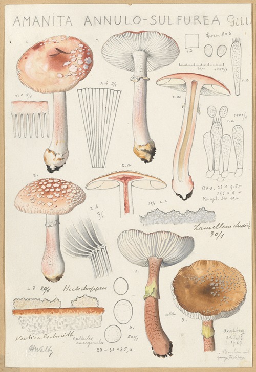 Amanita annulo-sulfurea