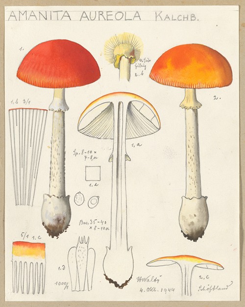 Amanita aureola Kalchb.