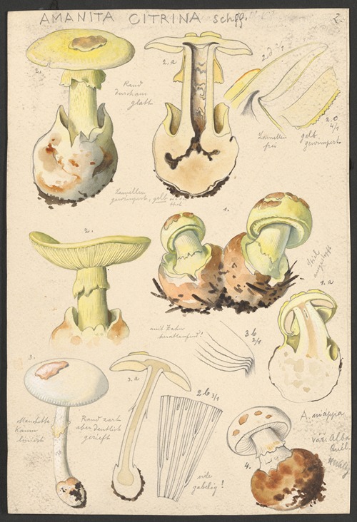 Amanita citrina Schff.