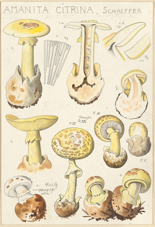 Amanita citrina
